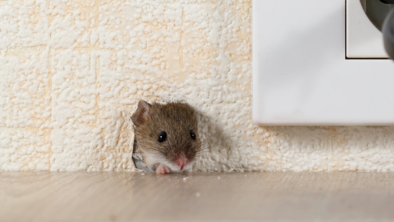 What To Do If You Hear Mice In Your Walls Classic Insulation Pest Control